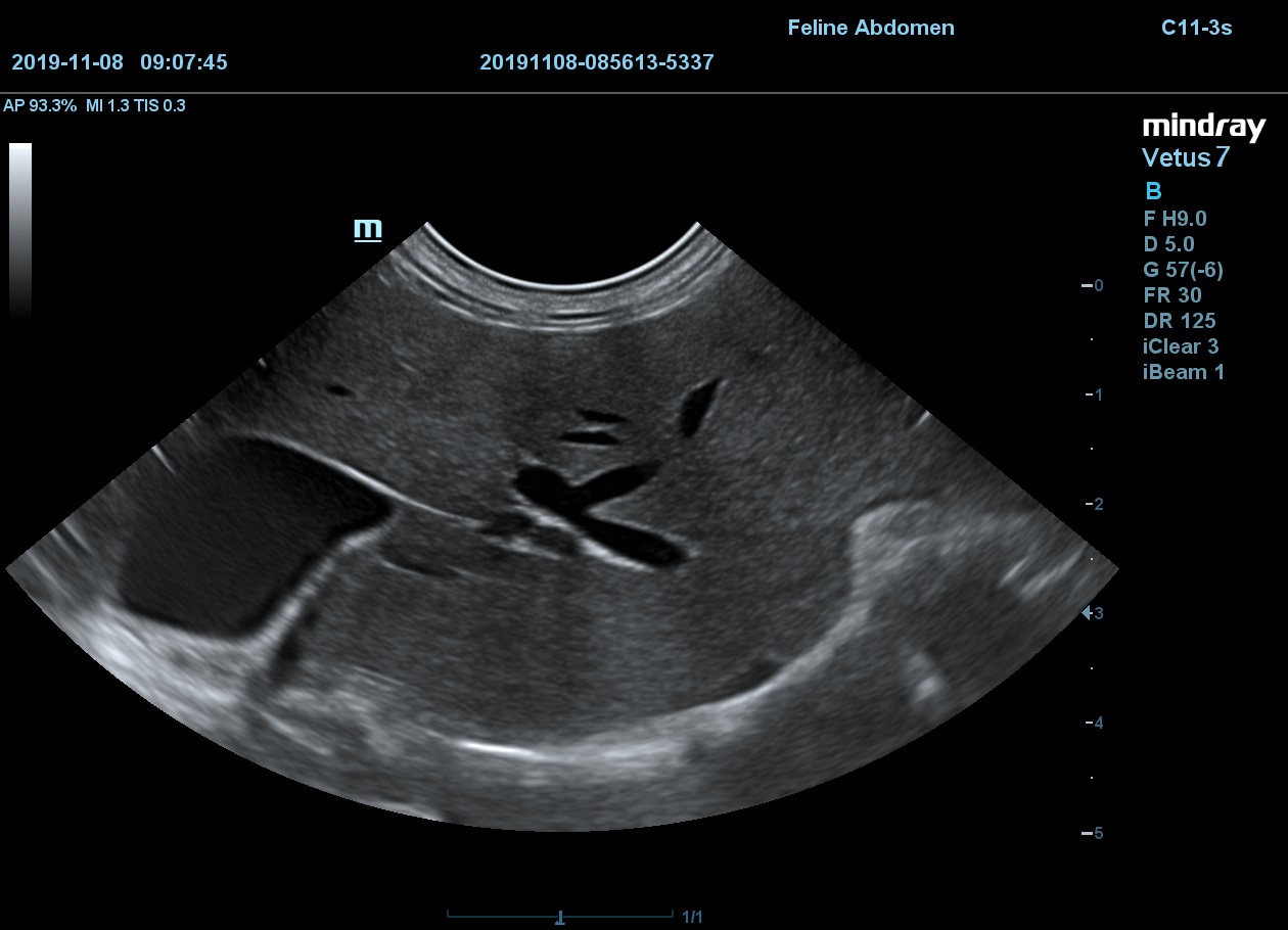 Печень кошки