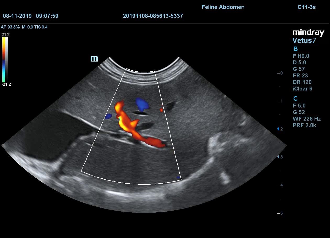 Кровоток в печени кошки