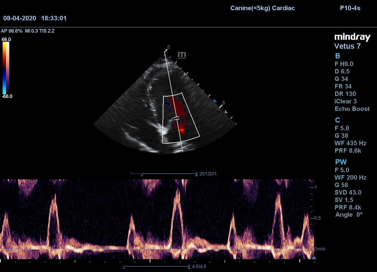 Сердце собаки
