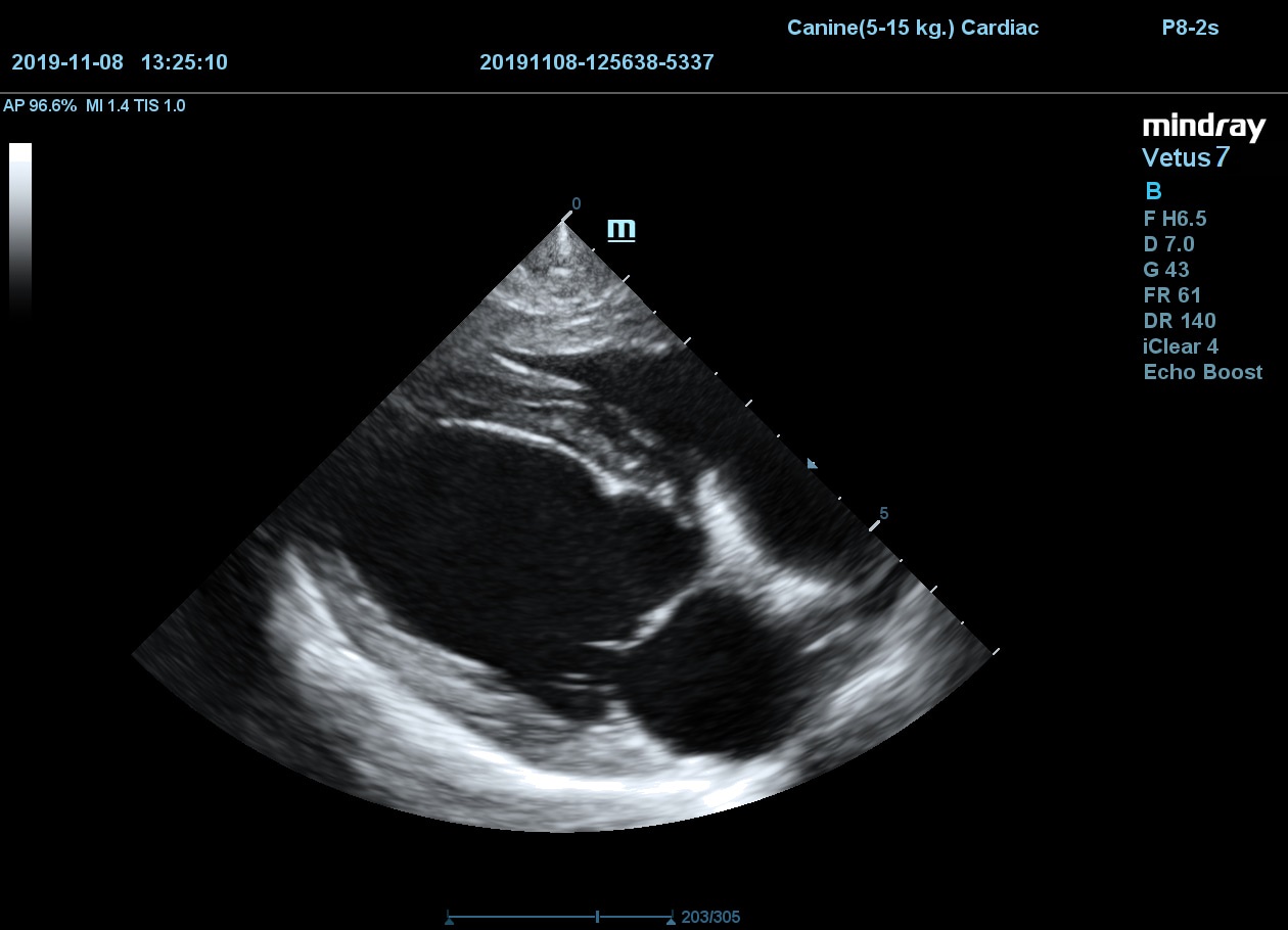 Сердце собаки, B