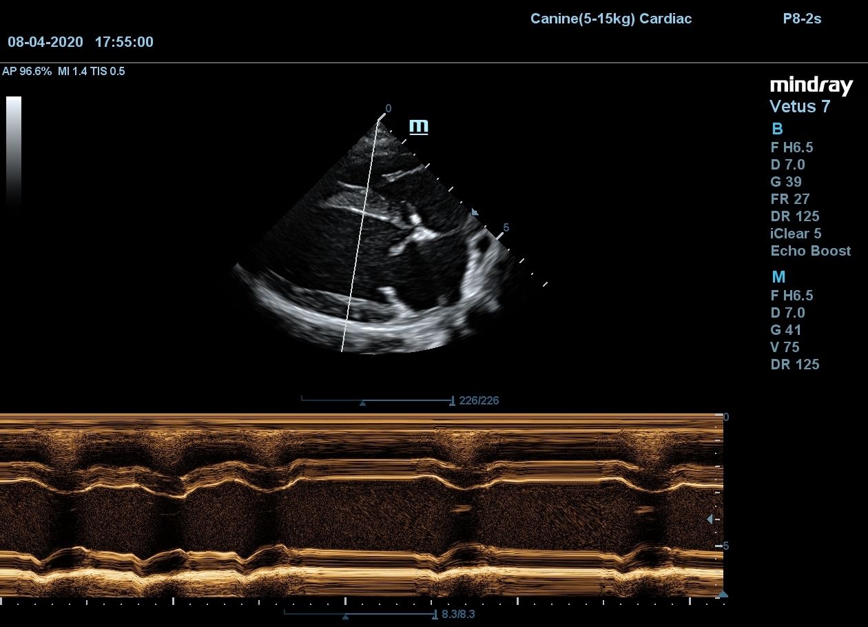 Сердце собаки
