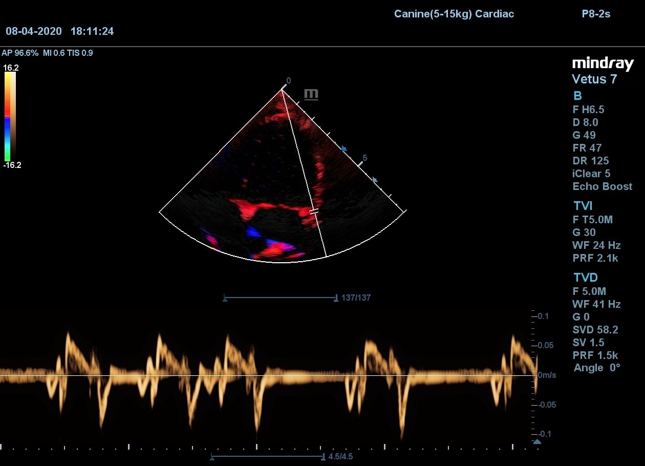 Сердце собаки B, TVI, TVD