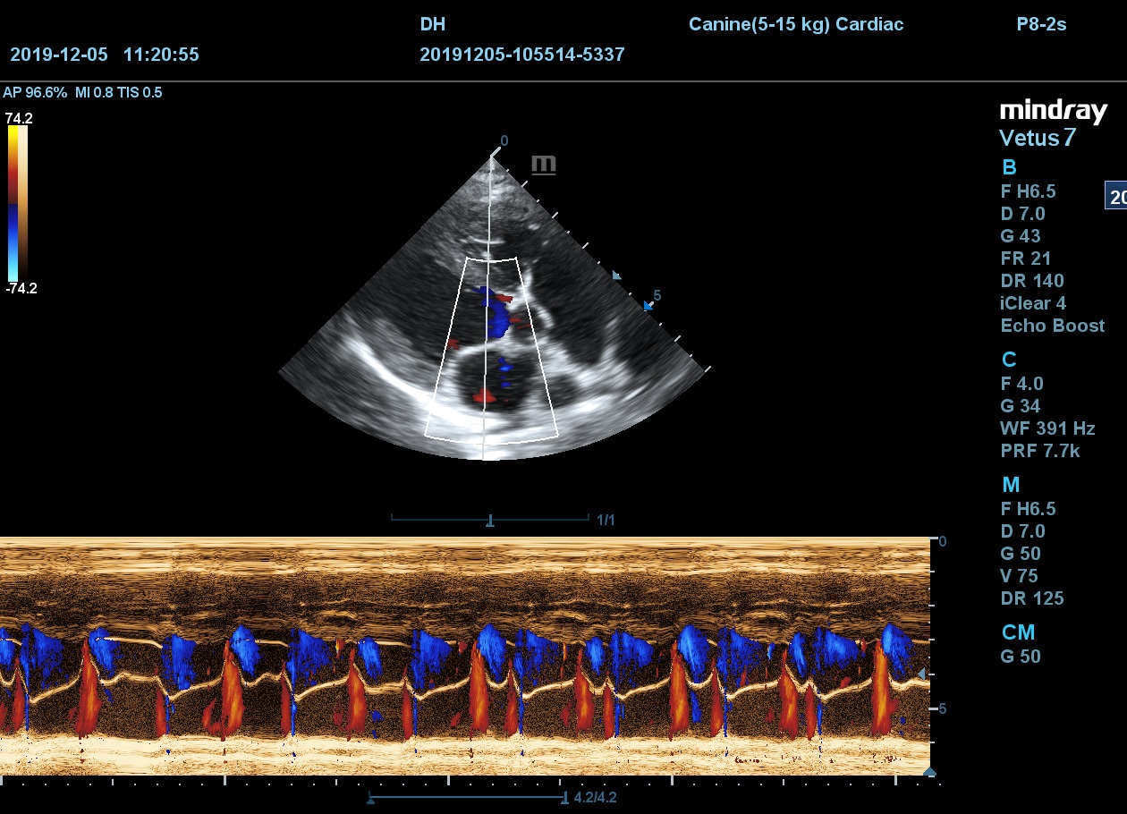 Сердце собаки B, C, M, CM