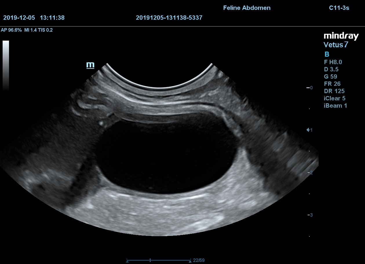 Мочевой пузырь кошки, B